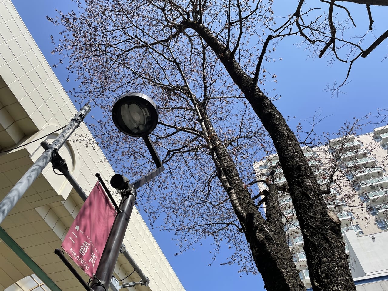 狸小路二丁目桜