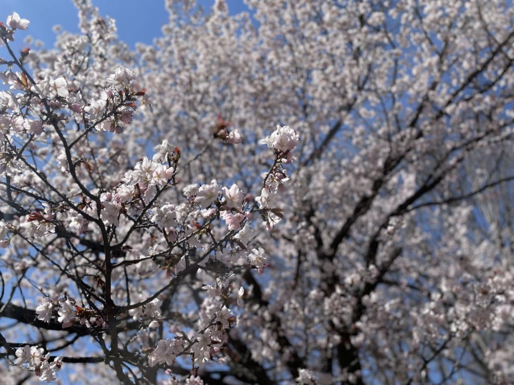 円山公園2022桜