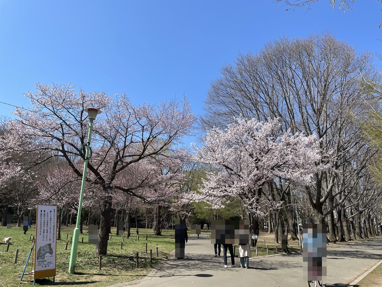 円山公園2022桜