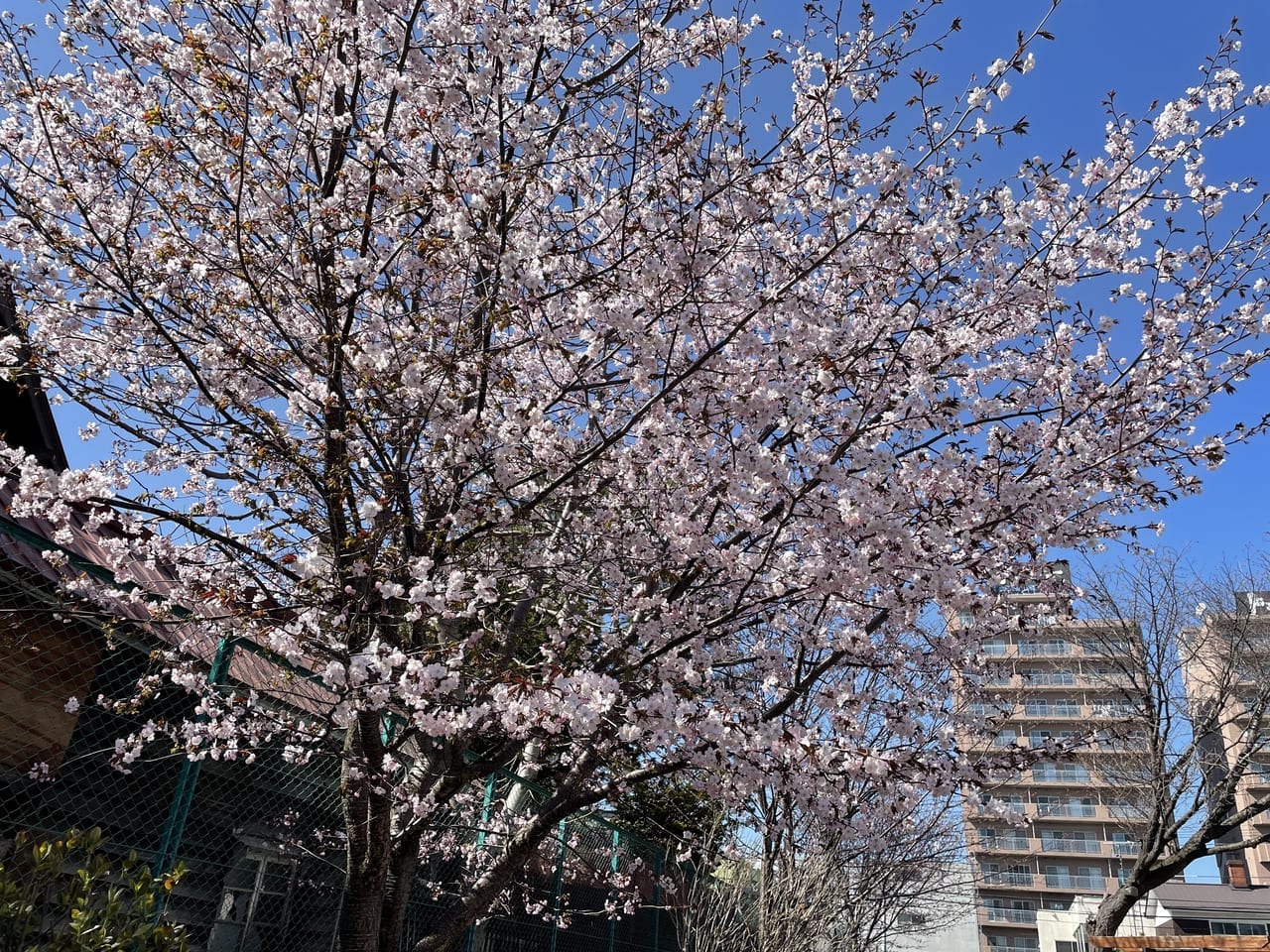 ひかり公園桜