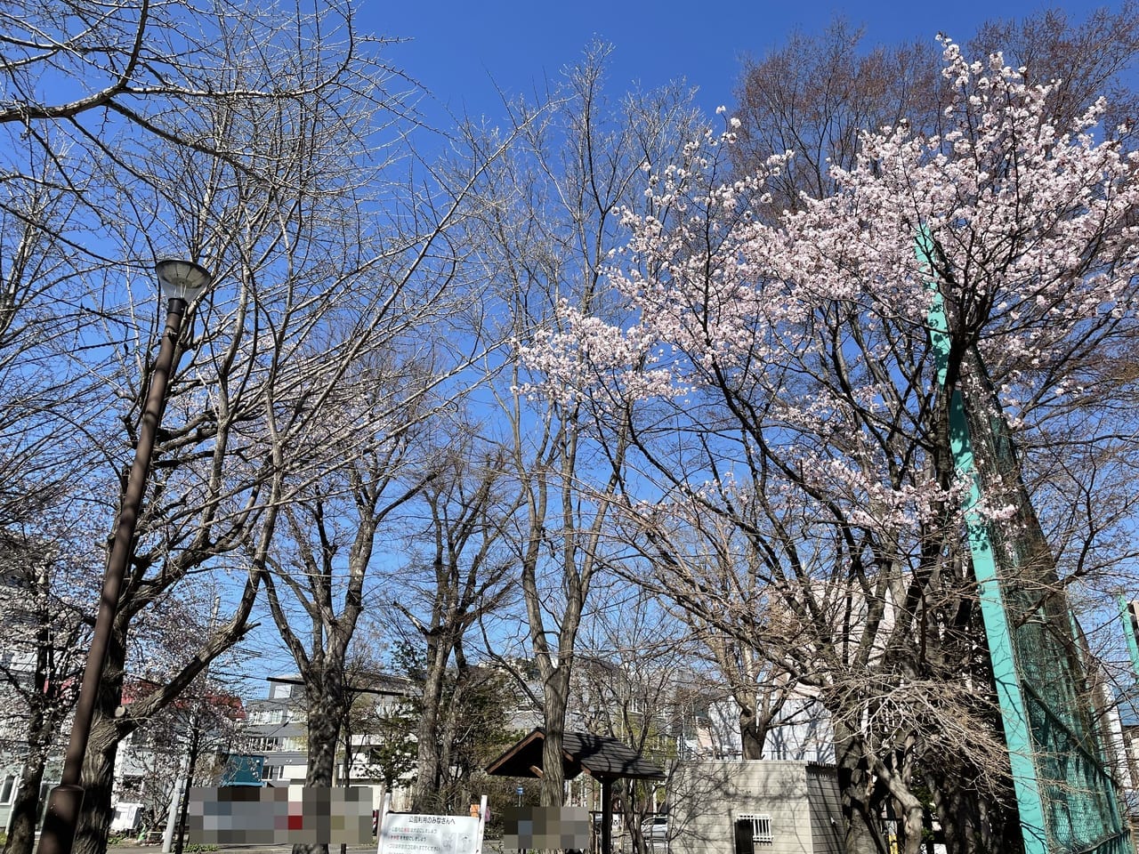 桑園公園桜