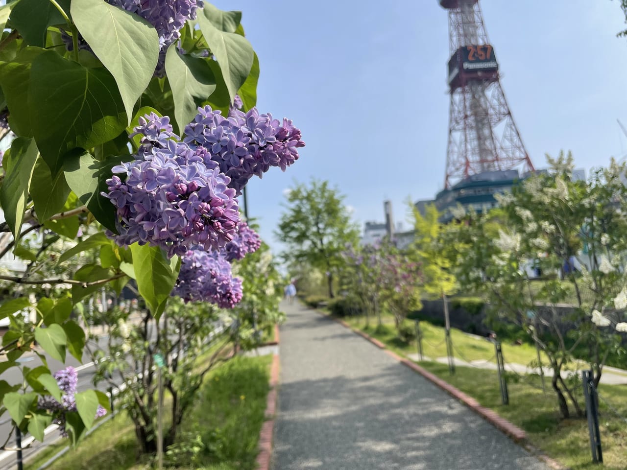 創成川公園ライラック