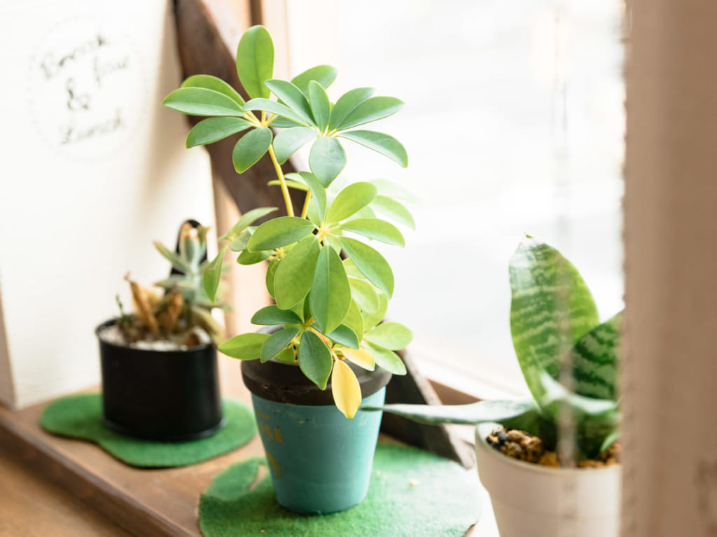 観葉植物