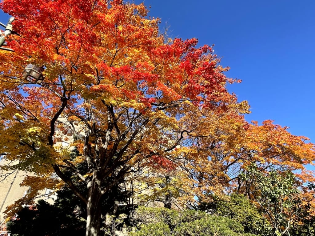大通公園2022紅葉