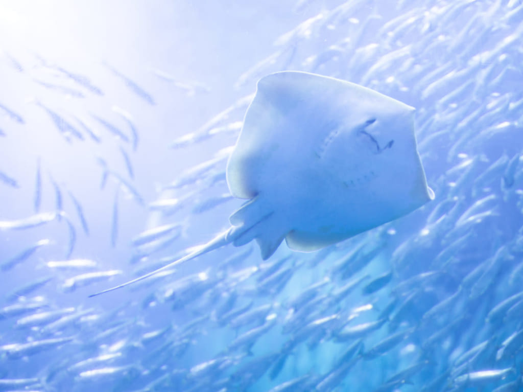 水族館