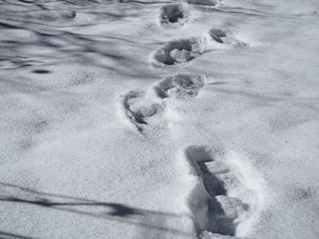雪足跡