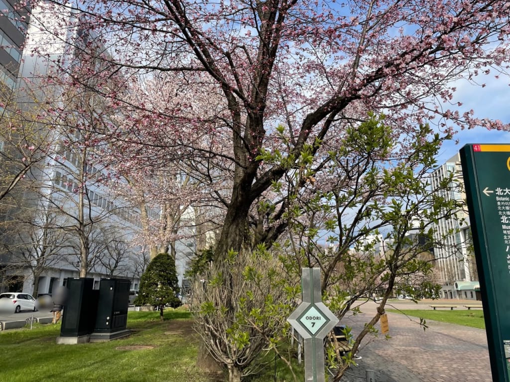 大通公園サクラR5.4.19