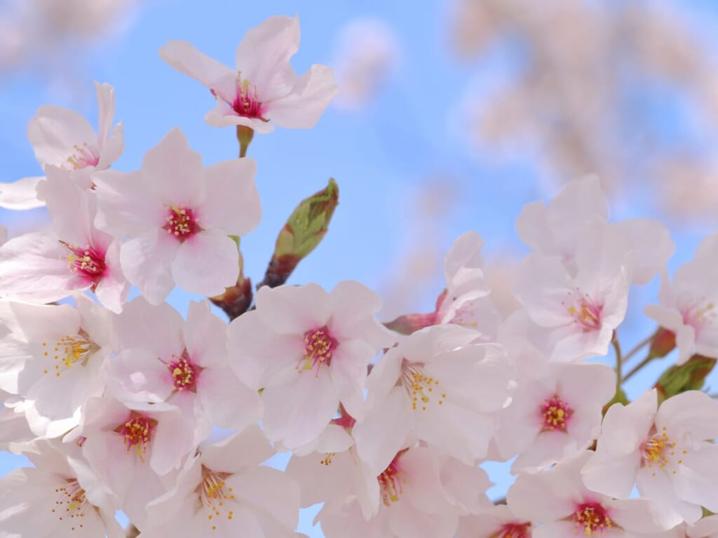 桜